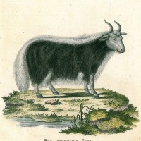 RINDER. - Yak. Bild 1