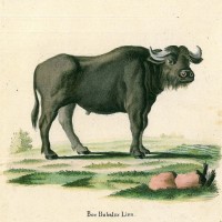 RINDER. - Büffel. Bild 1