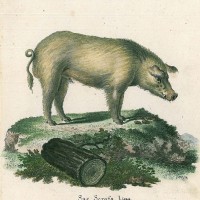 SCHWEIN. - Wildschwein. Bild 1