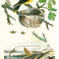 VÖGEL. - Pirol. Picture 1