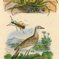 KREBSE. - Geistkrabbe. Bild 1