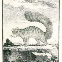 NAGETIERE. - Eichhörnchen. Picture 1