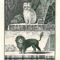 HUNDE. - Bichon. - Löwchen. Bild 1