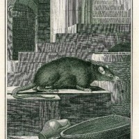 NAGETIERE. - Ratte. Picture 1