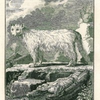 HUNDE. - Polarfuchs. Bild 1