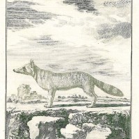 HUNDE. - Schakal. Bild 1