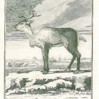 HIRSCH. - Rentier. Bild 1