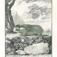 MAULWURF. Picture 1