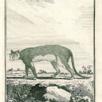 PUMA. Picture 1