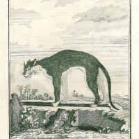 PUMA. Bild 1