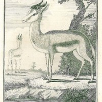 GAZELLE. Bild 1