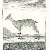 GAZELLE. - Bleichböckchen. Bild 1