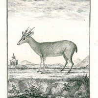 HIRSCH. - Reh. Picture 1