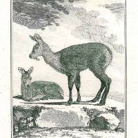MOSCHUSTIER. Picture 1