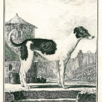 HUNDE. - Mastiff. Picture 1