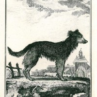 HUNDE. - Schäferhund. Picture 1