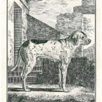 HUNDE. - Jagdhund. - Bracke. Bild 1