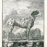 HUNDE. - Dalmatiner. Bild 1