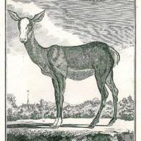 HIRSCH. - Reh. Bild 1
