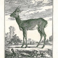 HIRSCH. Picture 1