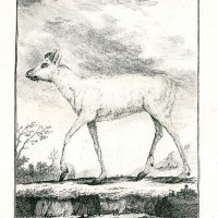 HIRSCH. - Karibu. Bild 1