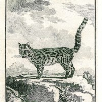 KATZEN. - Langschwanzkatze. Bild 1