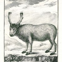 HIRSCH. - Rentier. Picture 1