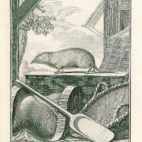 NAGETIERE. - Moschusspitzmaus. Picture 1