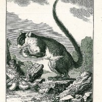 NAGETIERE. - Eichhörnchen. Bild 1