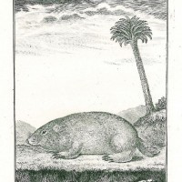 MAULWURF. Picture 1
