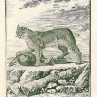 LUCHS. Bild 1
