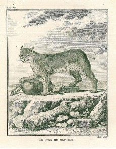 Picture 1