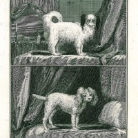 HUNDE. - Spaniel. Bild 1
