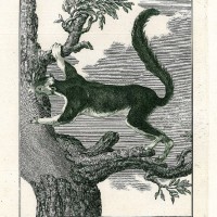 NAGETIERE. - Eichhörnchen. Picture 1