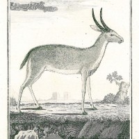 HIRSCH. - Reh. Picture 1