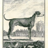 HUNDE. - Dogge. Bild 1