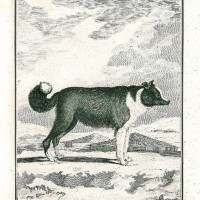 HUNDE. - Islandhund. Bild 1