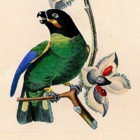 VÖGEL. - Edelsittich. Bild 1