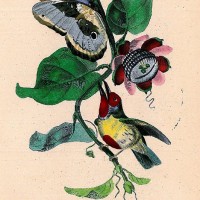 VÖGEL. - Bunt-Bartvogel. Picture 1