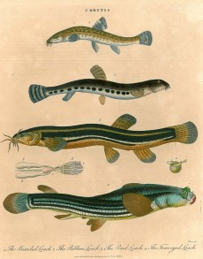 Picture 1