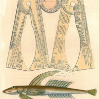 FISCHE. - Leierfisch. Picture 1
