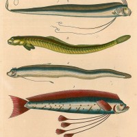 FISCHE. - Riemenfische. Picture 1