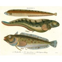 FISCHE. - Schleimfische. Picture 1