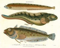 Picture 1