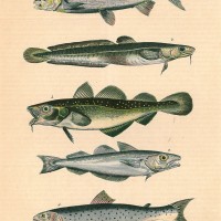 Picture 1