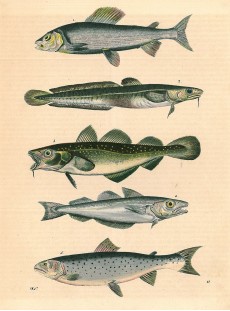Picture 1