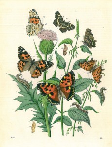 Picture 1