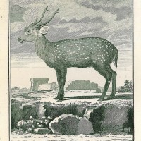 HIRSCH. - Schweinshirsch. Picture 1