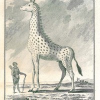 GIRAFFE. Bild 1