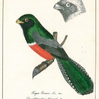 VÖGEL. - Nagevogel. Picture 1